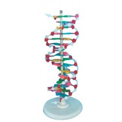 Model ADN