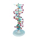 Model ADN