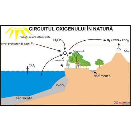 Circuitul oxigenului in natura