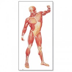Sistemul muscular