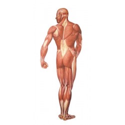 Sistemul muscular 