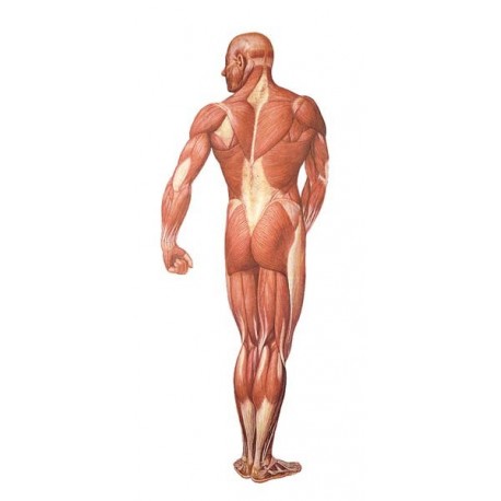 Sistem muscular 