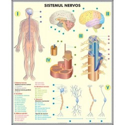 Sistemul nervos - Analizorii