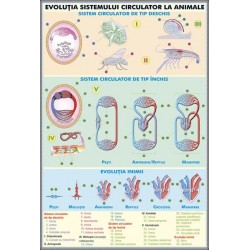 Sistemul circulator la om - Evolutia sistemului circulator la animale
