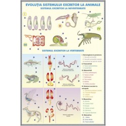 Sistemul excretor la om - Evolutia sistemului excretor la animale