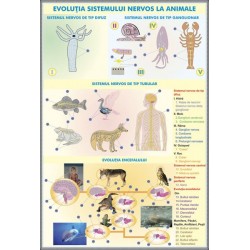Tesutul osos - Evolutia sistemului nervos la animale