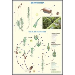 Germinatia semintelor - Briophytha