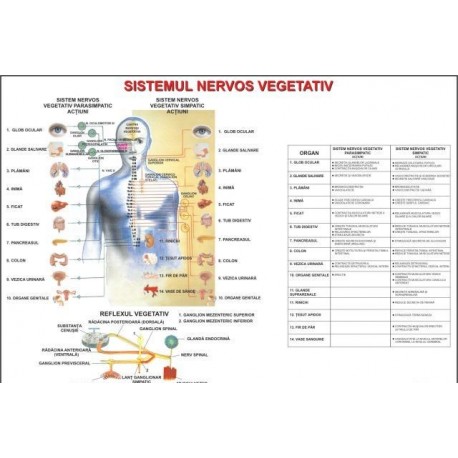 Sistemul nervos vegetativ-II