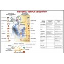 Sistemul nervos vegetativ-II
