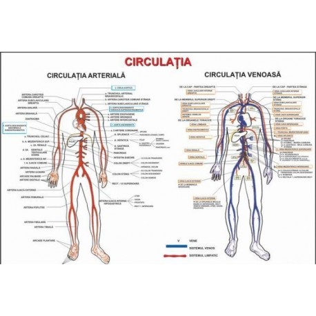 Circulatia (artere si vene)