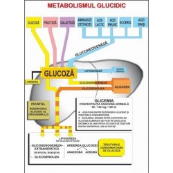 Metabolismul glucidic