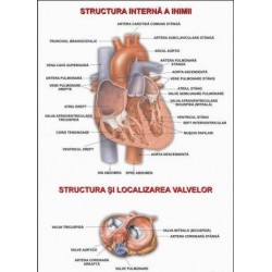 Inima (Anatomia inimii)
