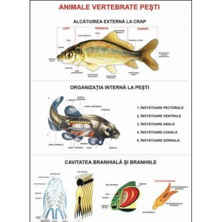 Pesti (Animale vertebrate)
