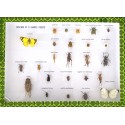 Set 25 specimene ale insectelor daunatoare