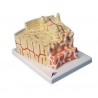 Mulaj structura osoasa microanatomica