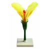 Floare de soia