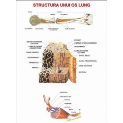 Structura unui os lung