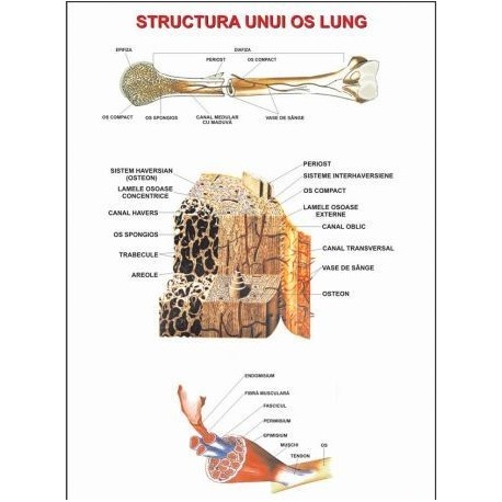 Structura unui os lung
