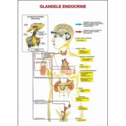 Glande endocrine 