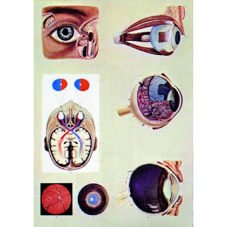 Ochiul uman – fiziologia vederii