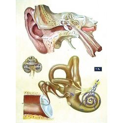 Urechea umana – fiziologia auzului
