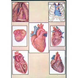 Anatomia si fiziologia inimii