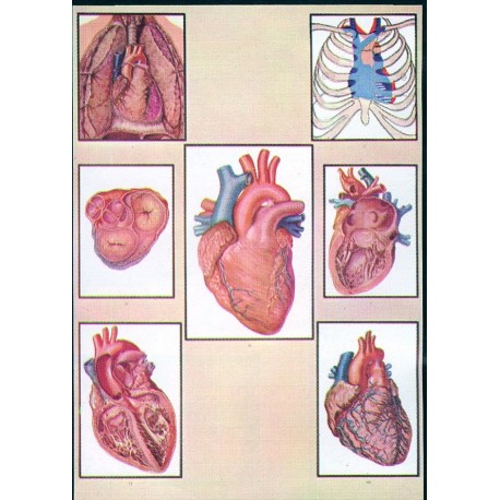 Anatomia si fiziologia inimii