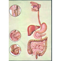 Sistemul digestiv DF