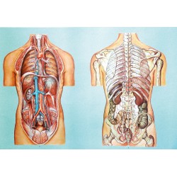 Organele cavitatii toracice si abdominale