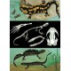 Iguana – Salamandra