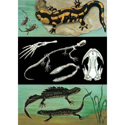 Iguana – Salamandra