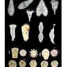 Protozoare II