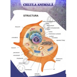 Celula animala