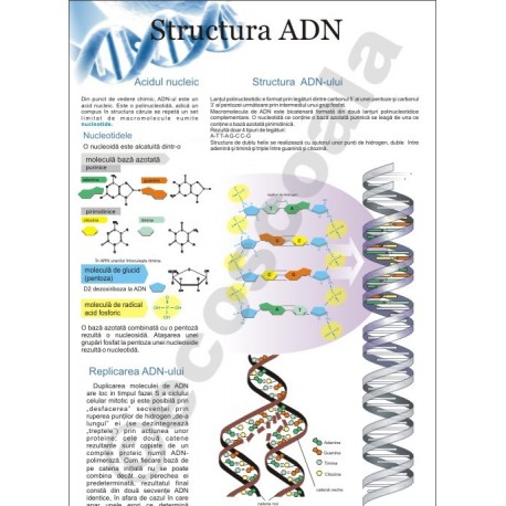 Structura ADN