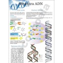 Structura ADN