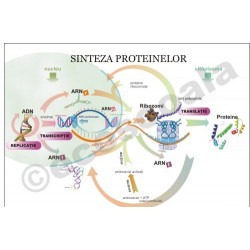 Sinteza proteinelor