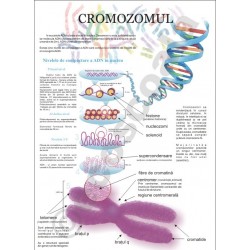 Cromozomul