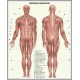 Sistemul muscular omenesc