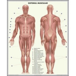 Schelet - Sistemul muscular
