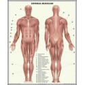 Schelet - Sistemul muscular