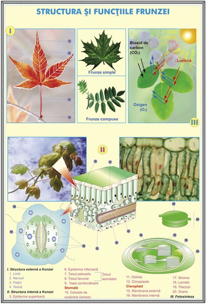 Repulsion mass Mockingbird Structura si functia florii la plante de tip angiospermatophyta. Structura  si functiile frunzei