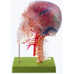 Model neuroanatomie cap