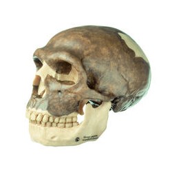 Mulaj craniu  omul din NEANDERTHAL